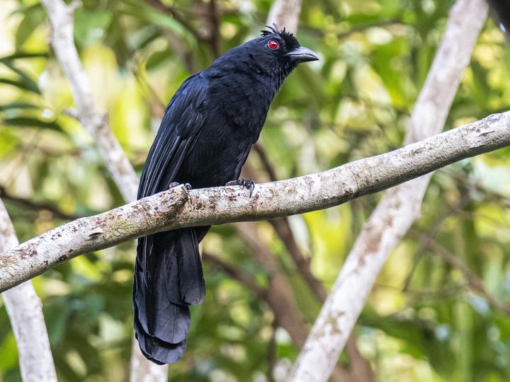 Bornean Black Magpie
