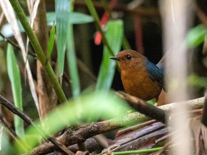 Bornean Shortwing