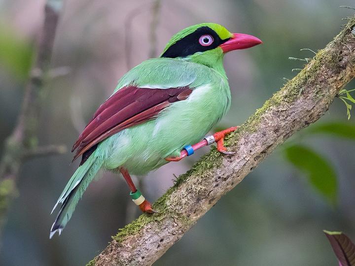 Bornean Green Magpie