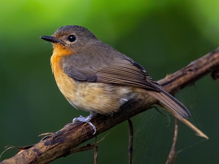Dayak Blue Flycatcher
