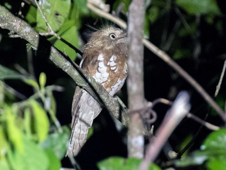 Bornean Frogmouth