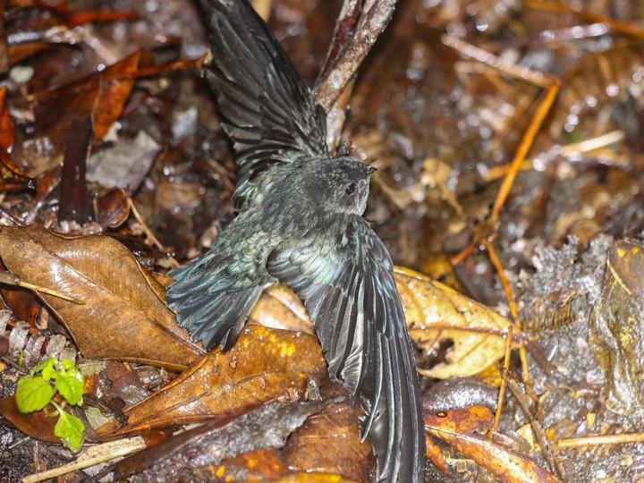 Bornean Swiftlet