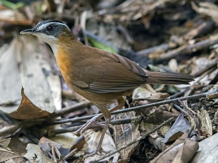 Bornean Black-capped Babbler