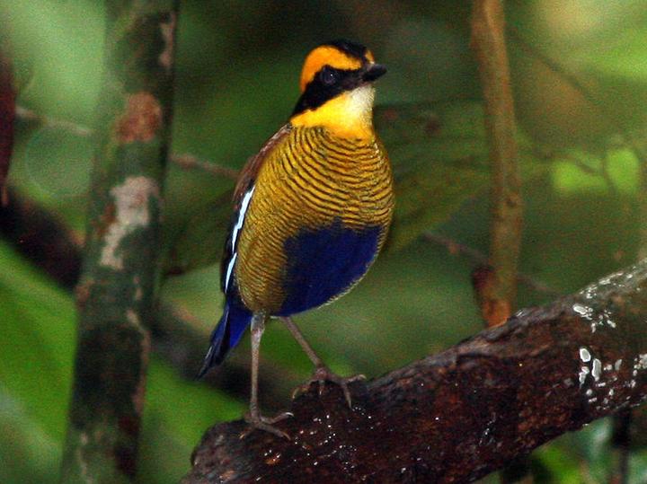 Bornean Banded Pitta