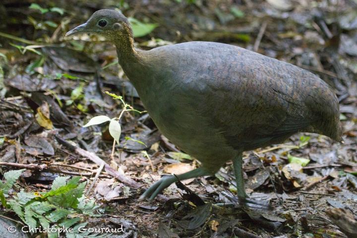 Solitary Tinamou
