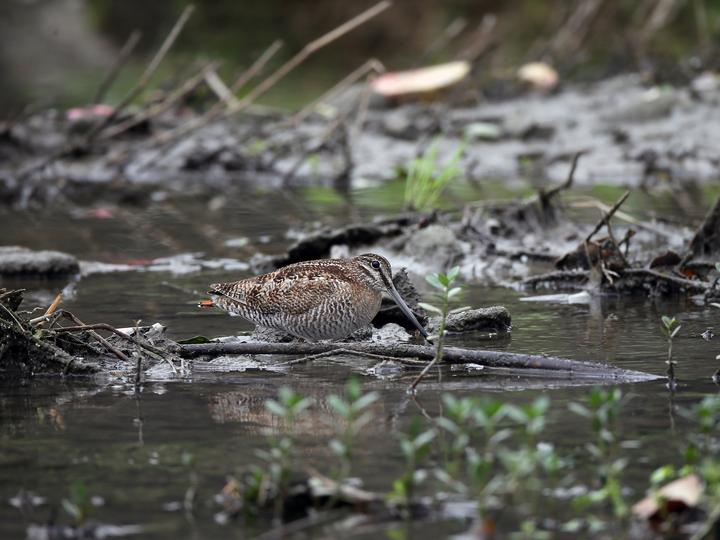 Solitary Snipe
