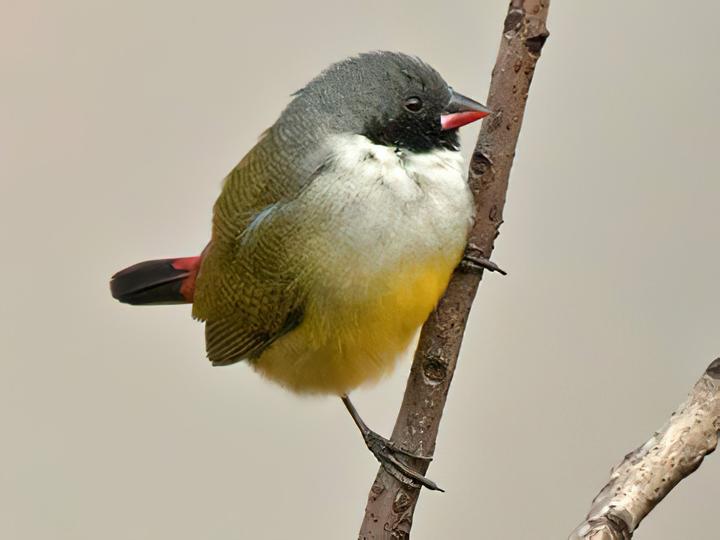 Angola Waxbill