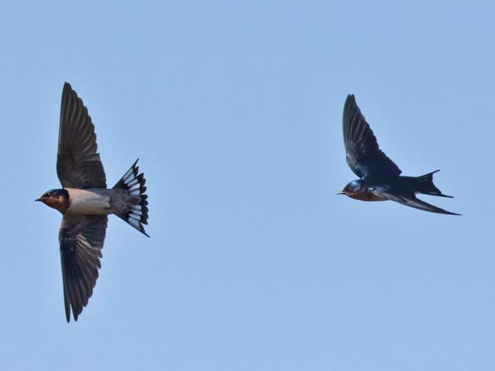 Angola Swallow