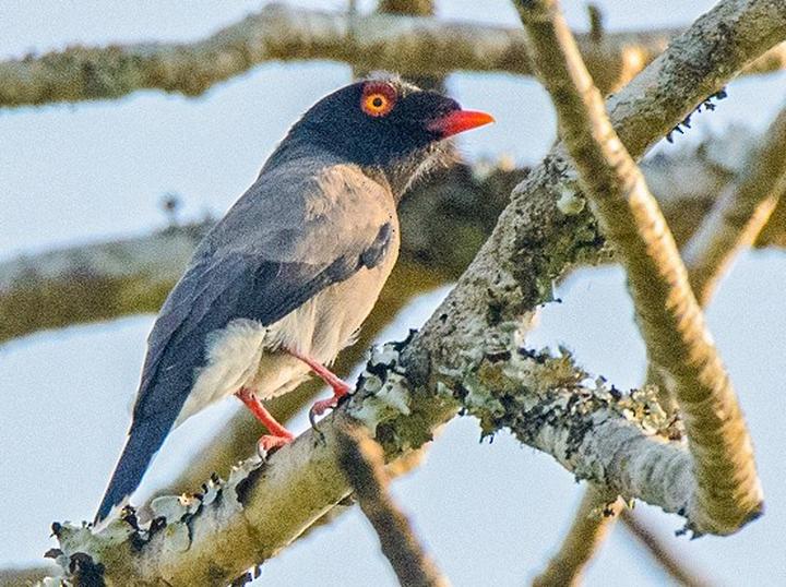 Gabela Helmetshrike