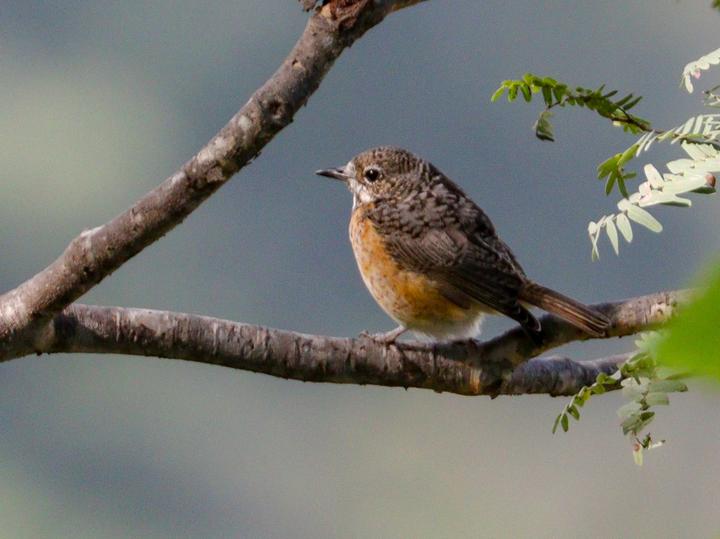 Miombo Rock Thrush