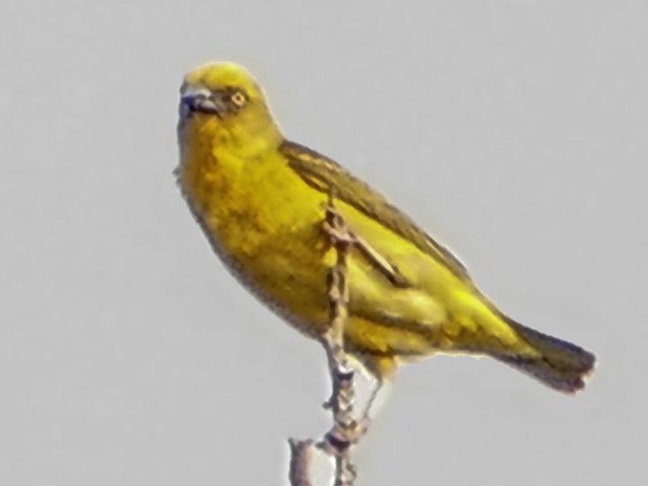 Bocage's Weaver
