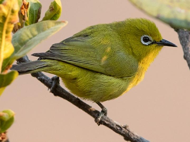 Angola White-eye