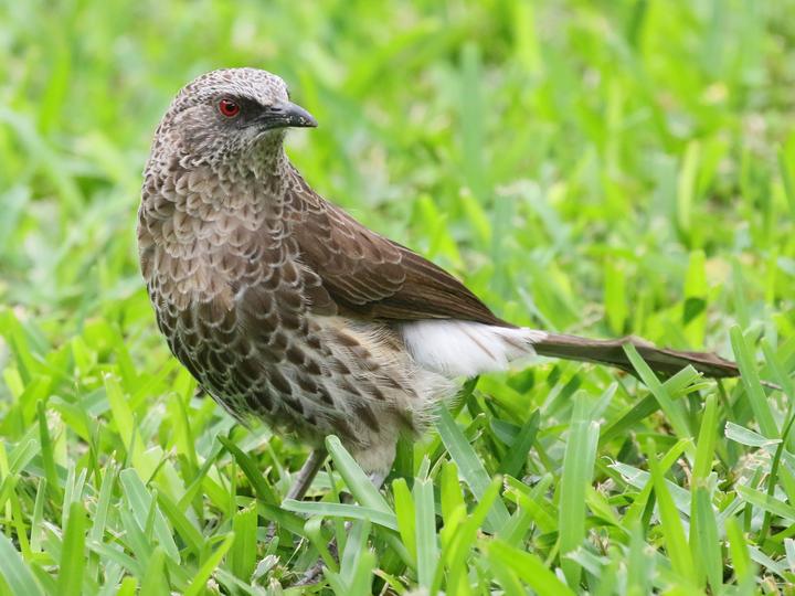 Hartlaub's Babbler