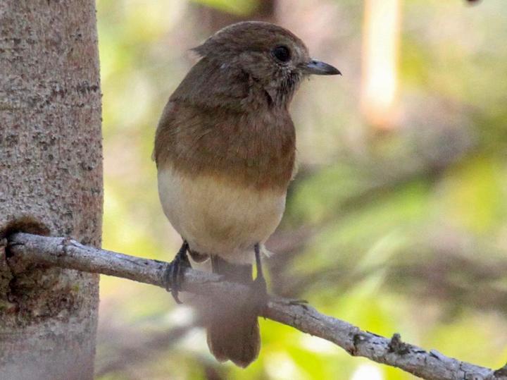 Angola Slaty Flycatcher