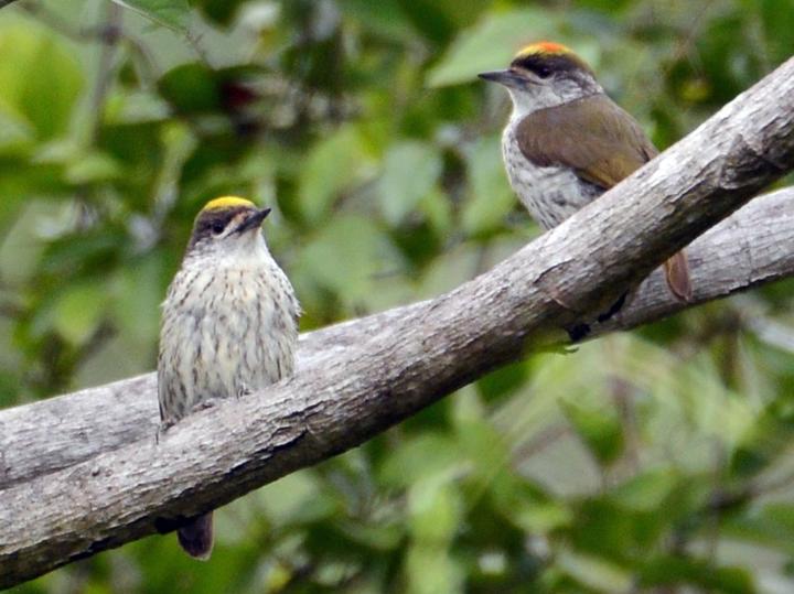 Antillean Piculet