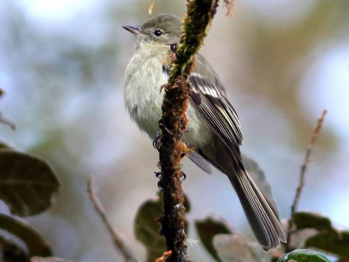 Greater Antillean Elaenia