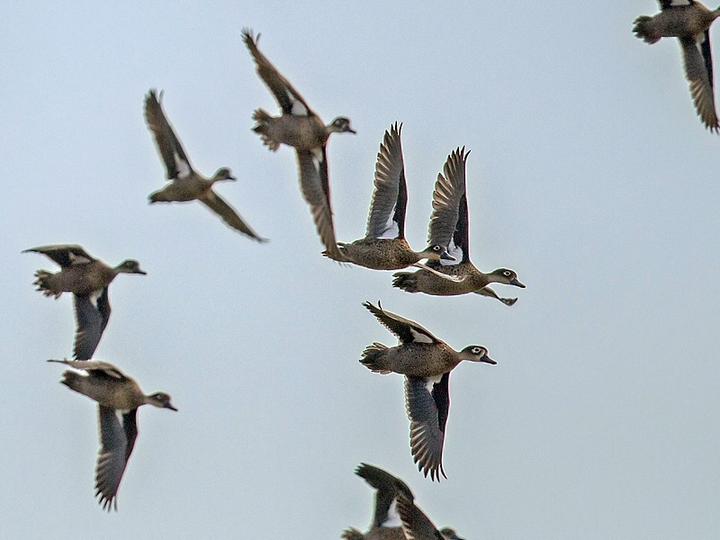 Andaman Teal