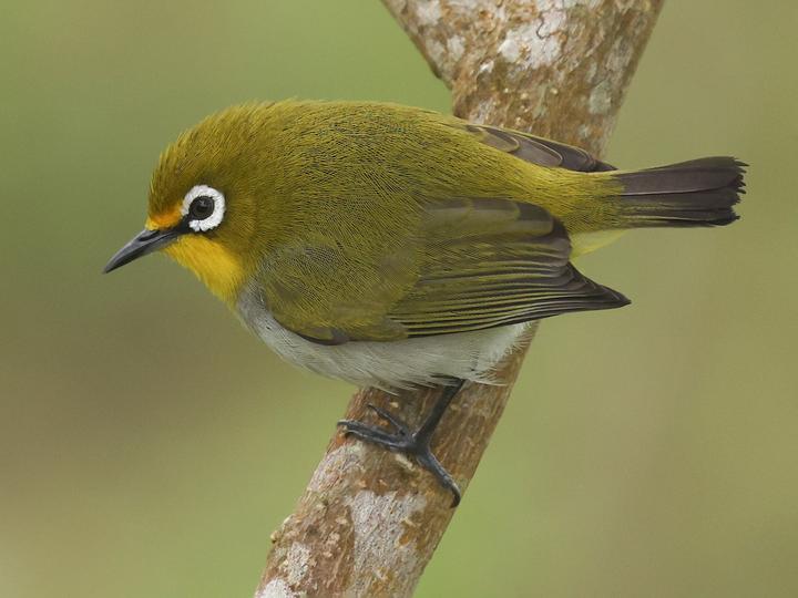 Anjouan White-eye