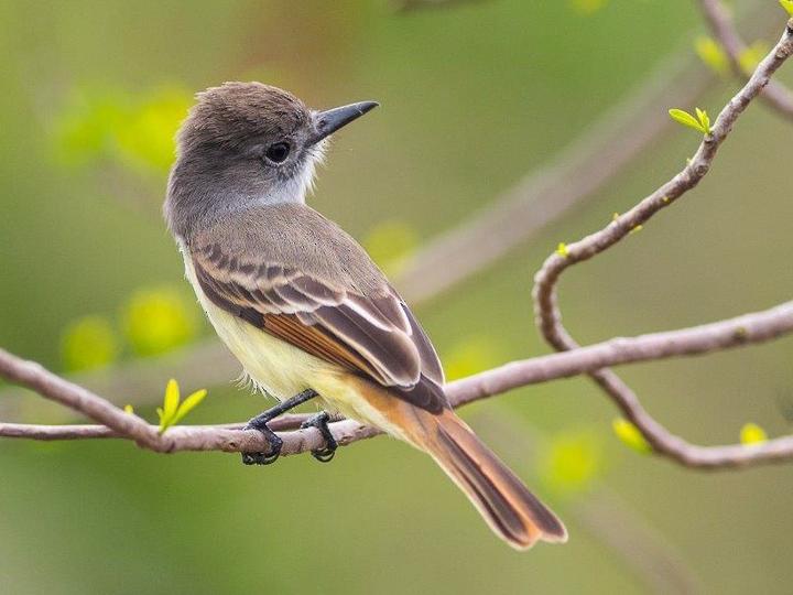 Lesser Antillean Flycatcher