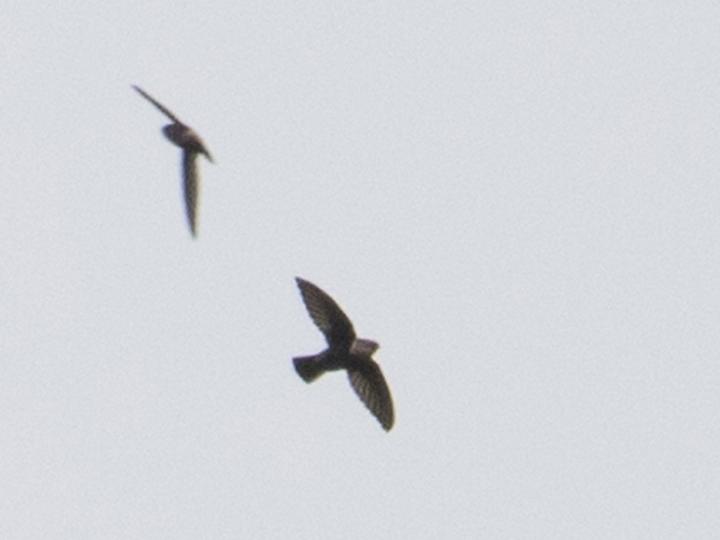 Lesser Antillean Swift