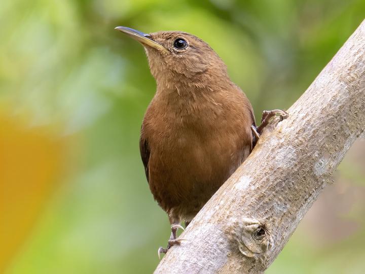 Kalinago Wren