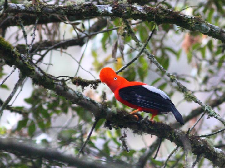 Andean Cock-of-the-rock