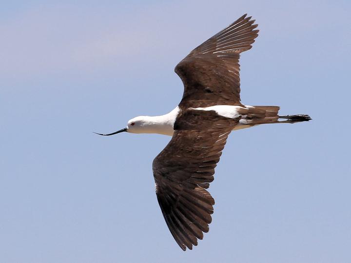 Andean Avocet