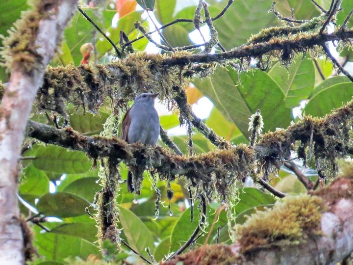 Andean Solitaire