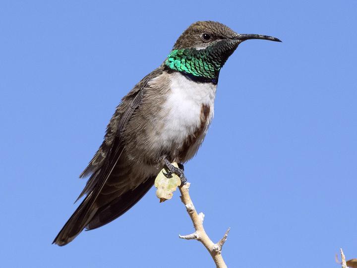 Andean Hillstar
