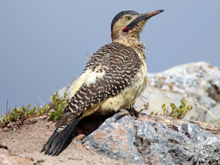 Andean Flicker