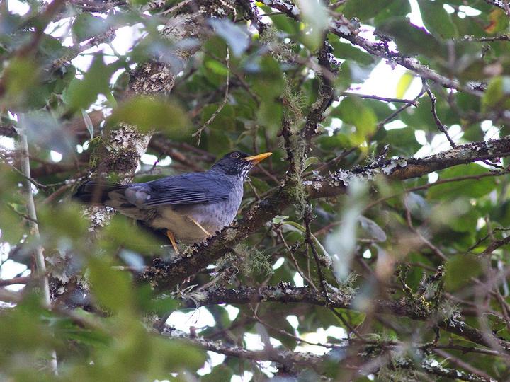 Andean Slaty Thrush