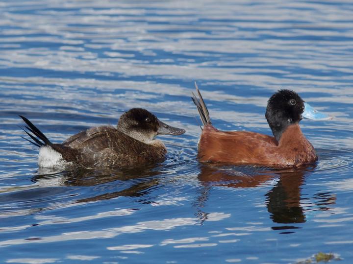 Andean Duck