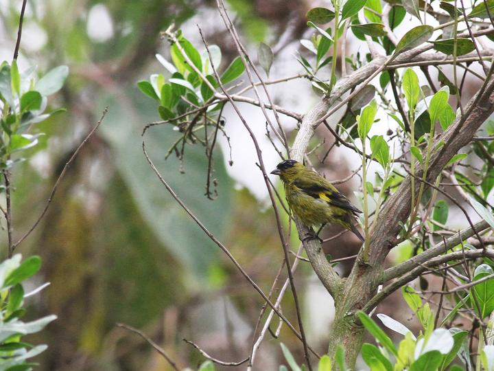 Andean Siskin