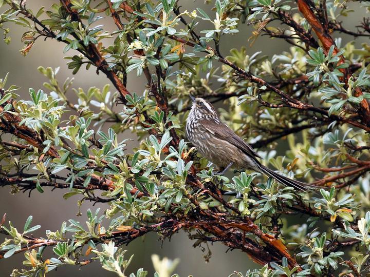Andean Tit-Spinetail
