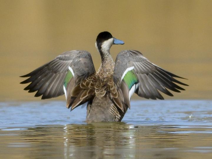 Puna Teal