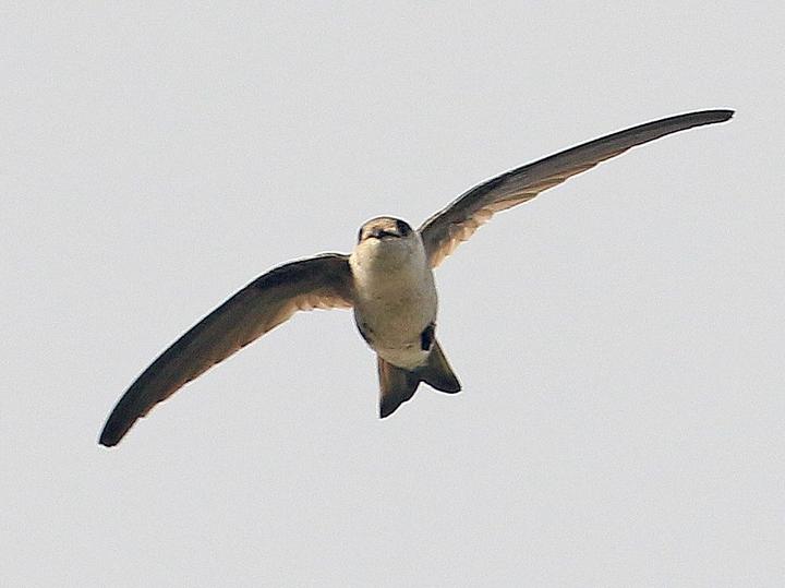 Andean Swift