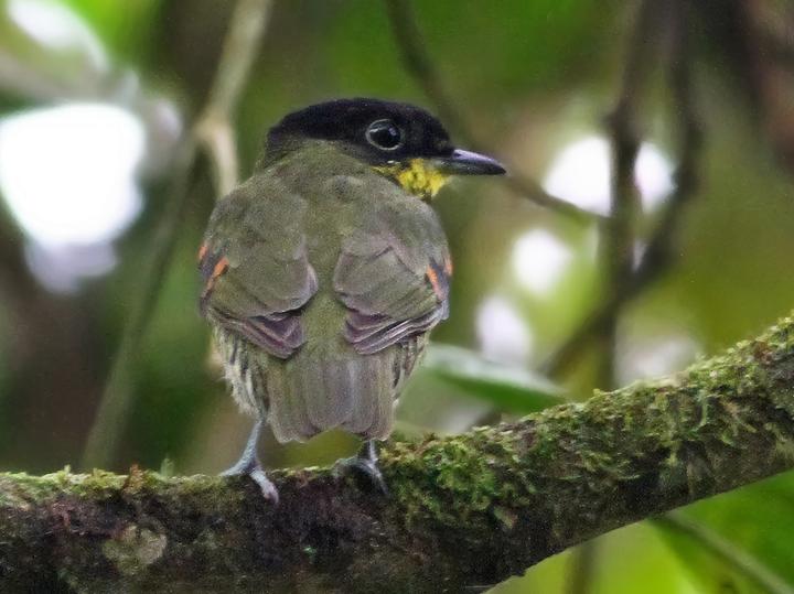 Andean Laniisoma