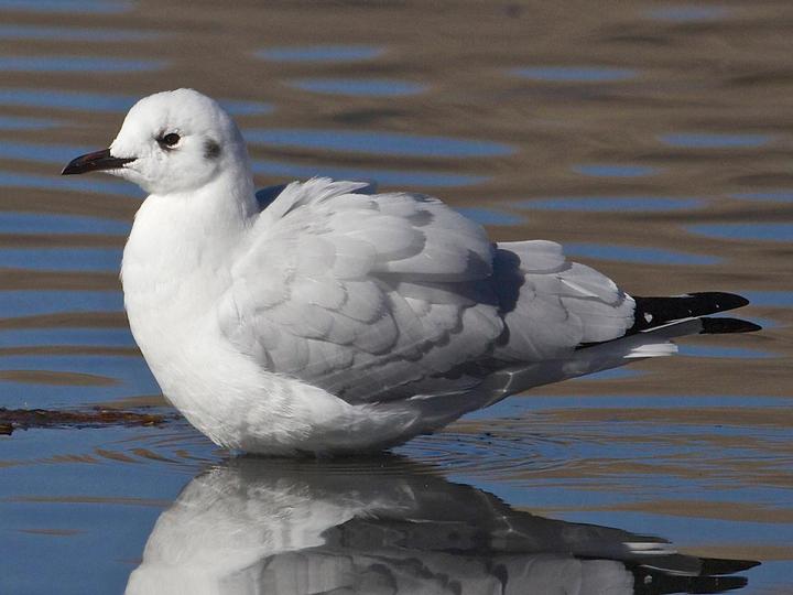 Andean Gull