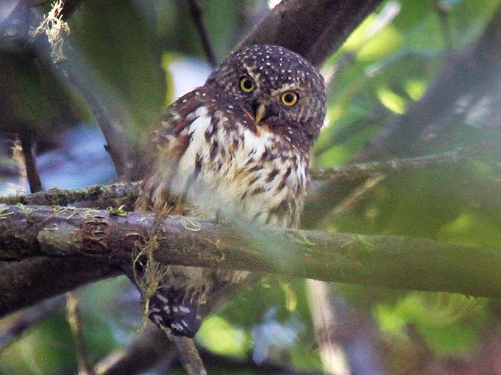 Andean Pygmy Owl