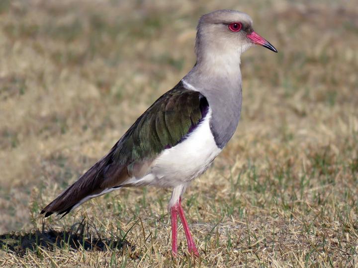Andean Lapwing