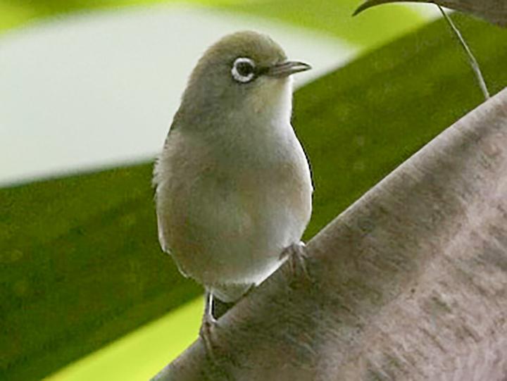 Annobon White-eye