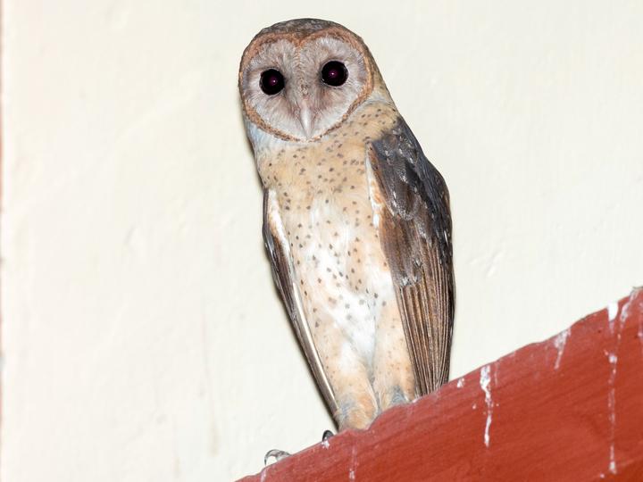 Andaman Masked Owl