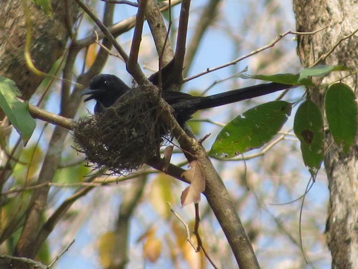 Andaman Drongo