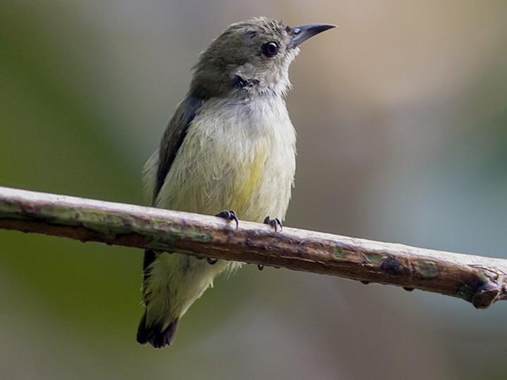 Andaman Flowerpecker