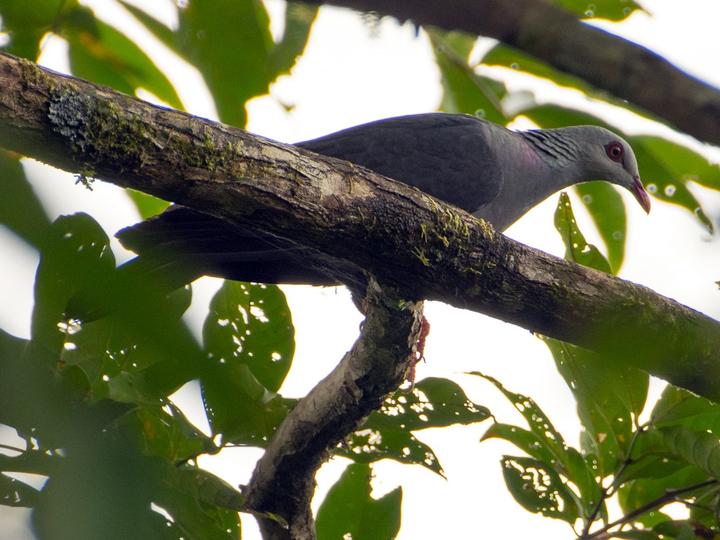 Andaman Wood Pigeon