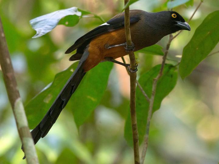 Andaman Treepie