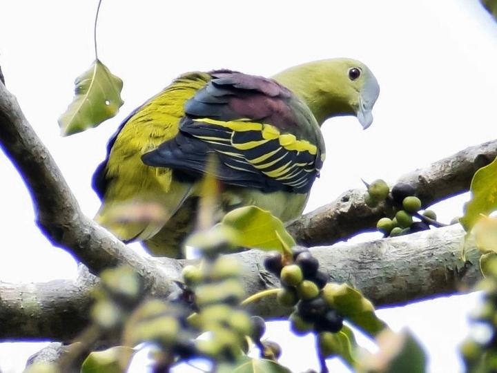 Andaman Green Pigeon