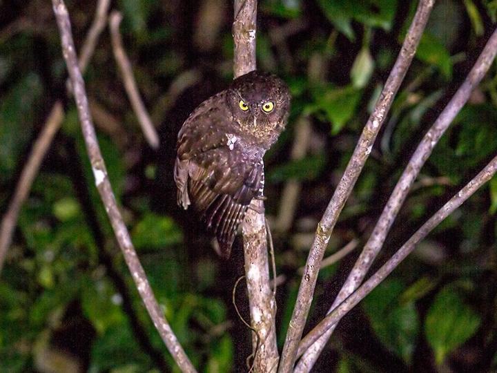 Andaman Scops Owl
