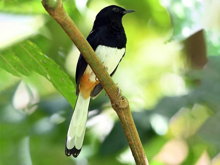 Andaman Shama