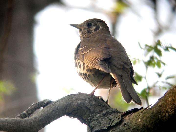 Chinese Thrush